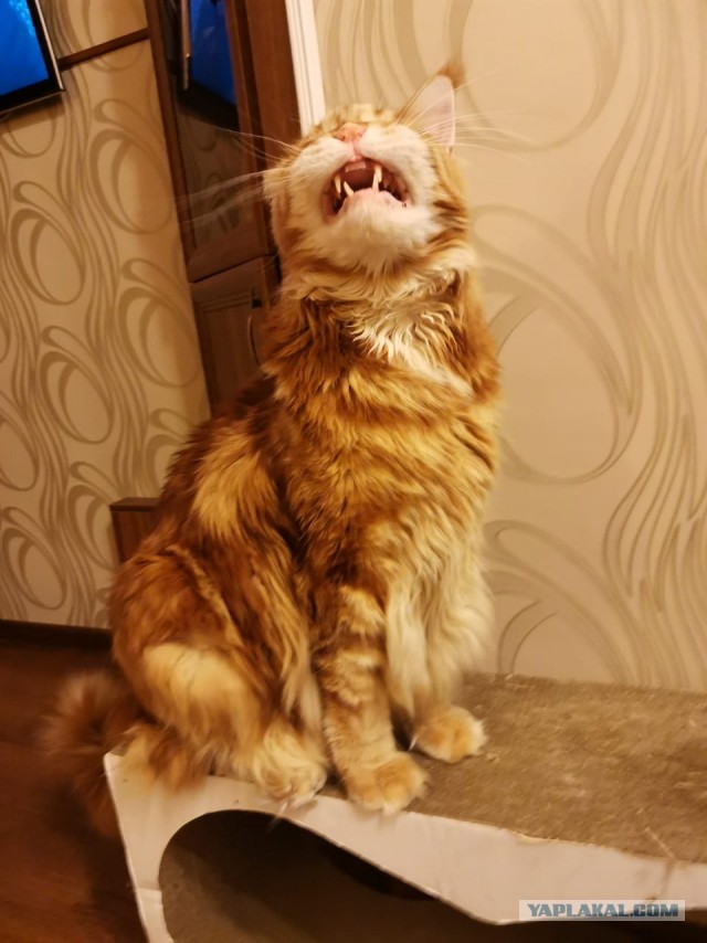 Шериф
