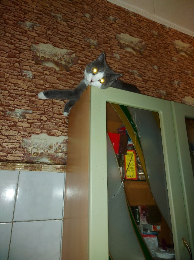 Эти забавные животные