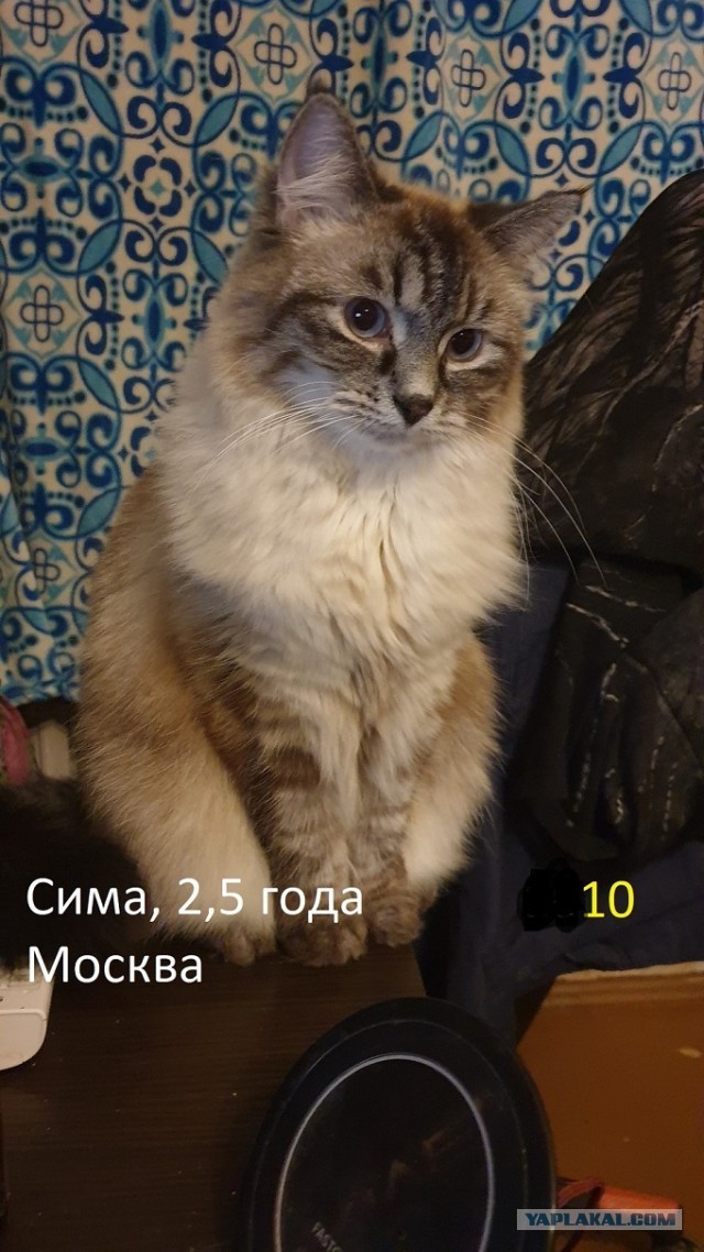 Жизнь домашнего приюта "Котоленд" 257