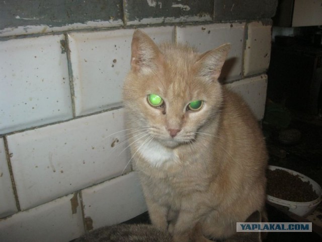 Жизнь домашнего приюта для котеек 317
