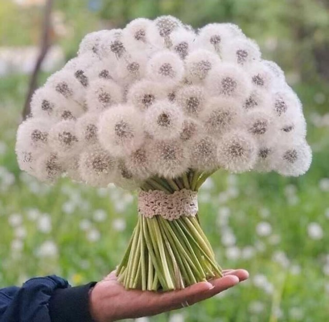 Давно не было солянки из картинок