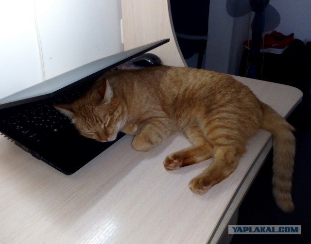 Котовторник. Добавляйте своих