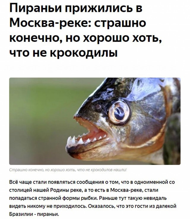 В Думу внесен законопроект об обязательной регистрации собак и кошек