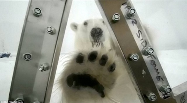 Голодный мишка и консерва, (BBC cameraman)