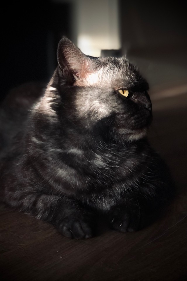 А котовторник уже начался?