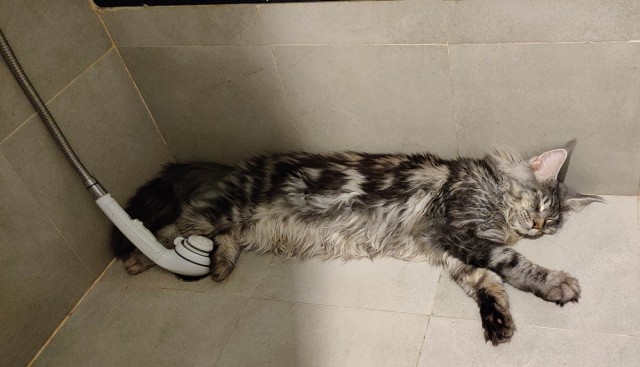 Котовторник 14.09.2021