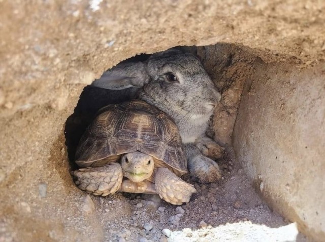 Весёлый полтишок 26.09