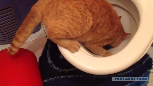 Котам начхать на вашу приватность