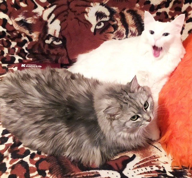 Котовторник 25.01.22