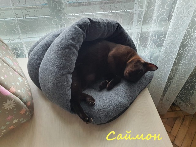Жизнь домашнего приюта "Котоленд" 329