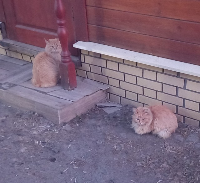 Котовторник ведь начался!