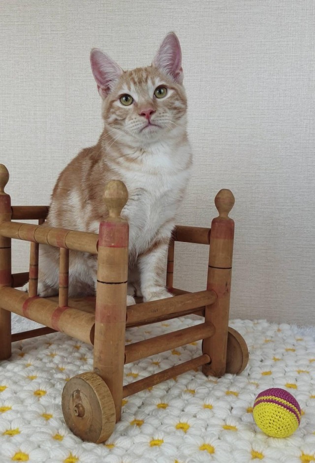 Я понимаю, что не котовторник.