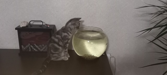 Зверье