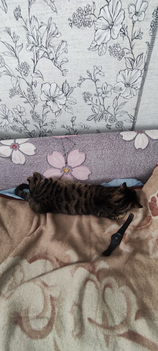 Котовторник 18.10.22