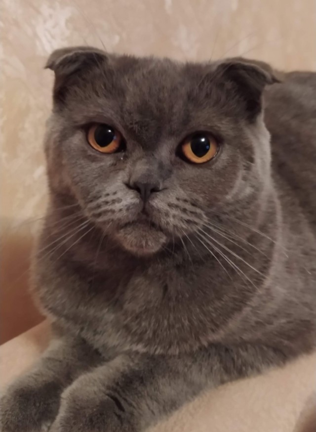 Вторник, ваши коты и кошки в студию