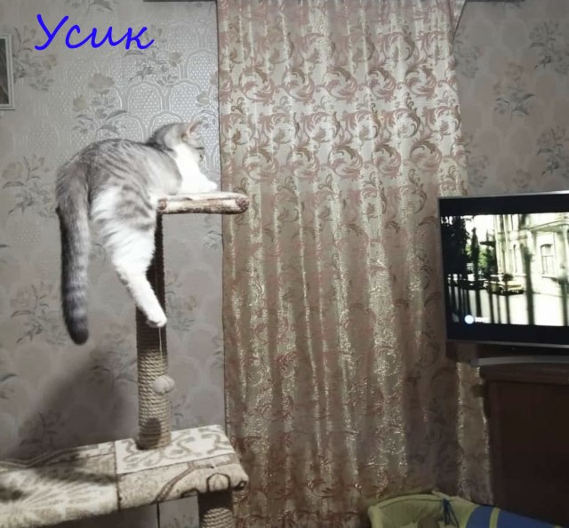 Жизнь домашнего приюта "Котоленд" 375