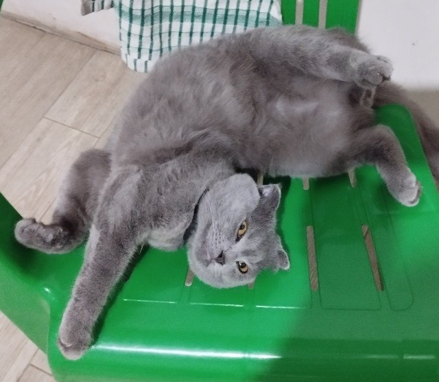 Походу мой кот бухает втихаря