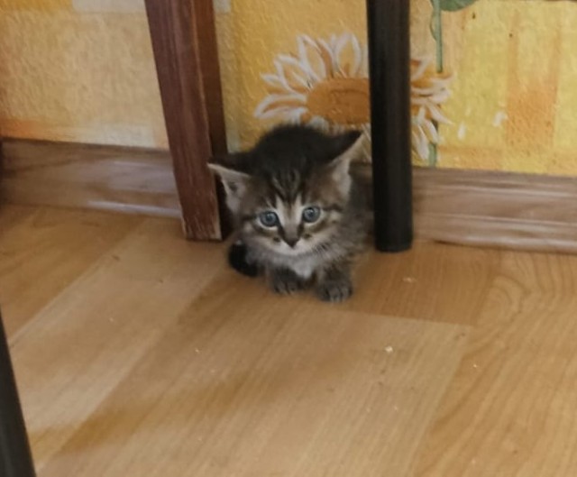 Вот и мне счастье привалило