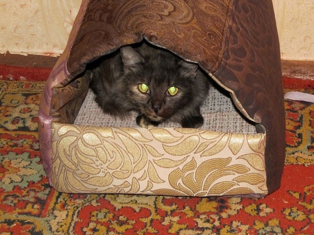 Первый Котовторник 2024