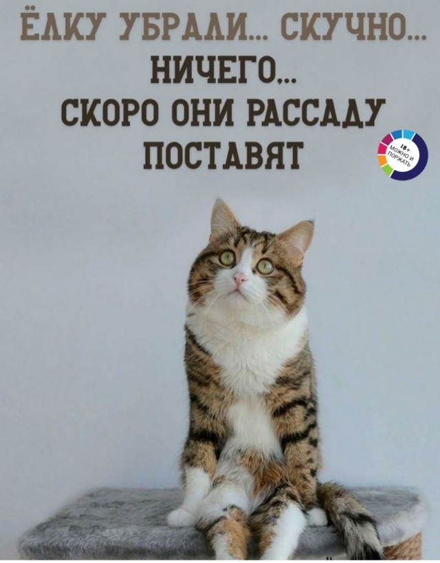 Кот в рамках бытия