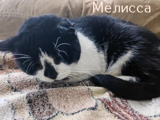 Жизнь домашнего приюта "Котоленд" 428