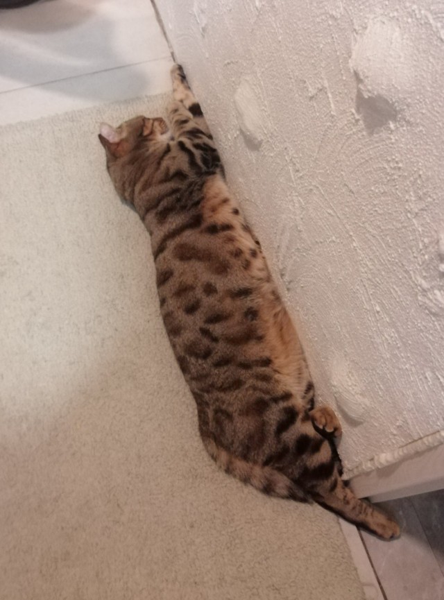 Всех с котовторником