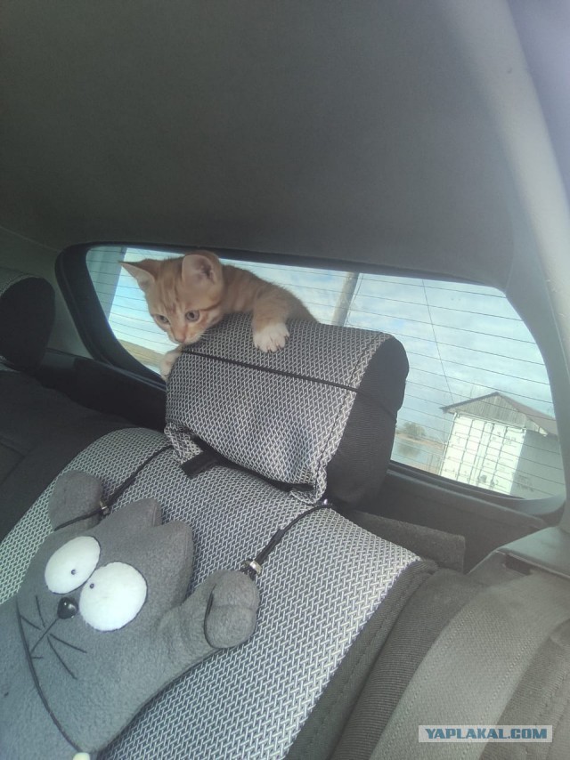 Котовторник 09.04.24