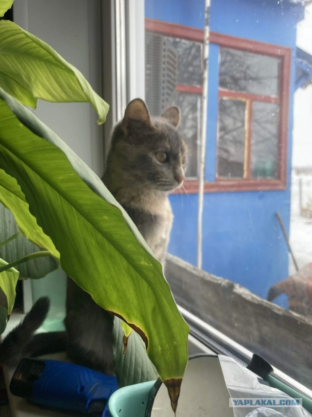 Деревенская кошка