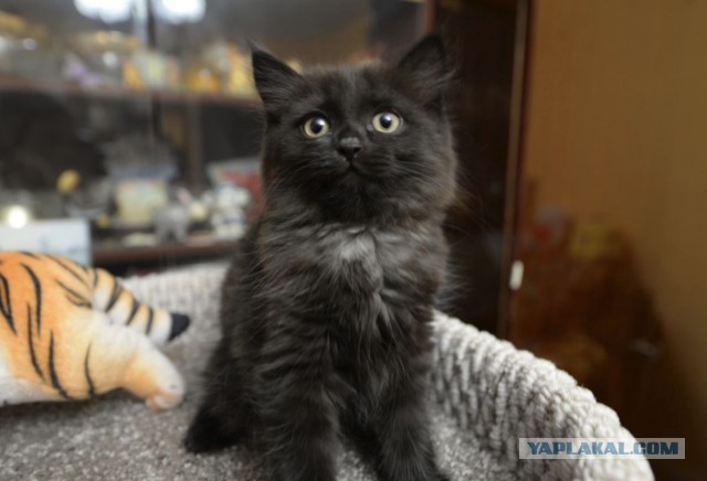 Котовторник в картинках