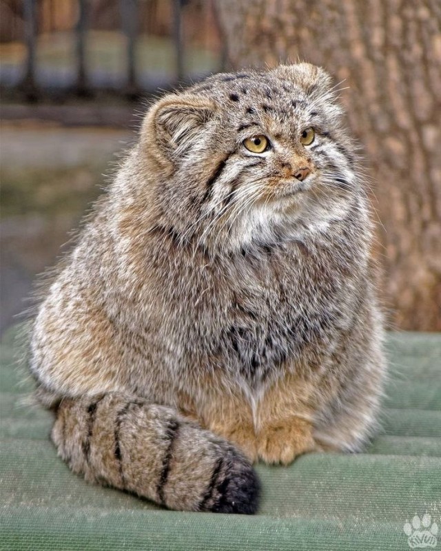 Манул