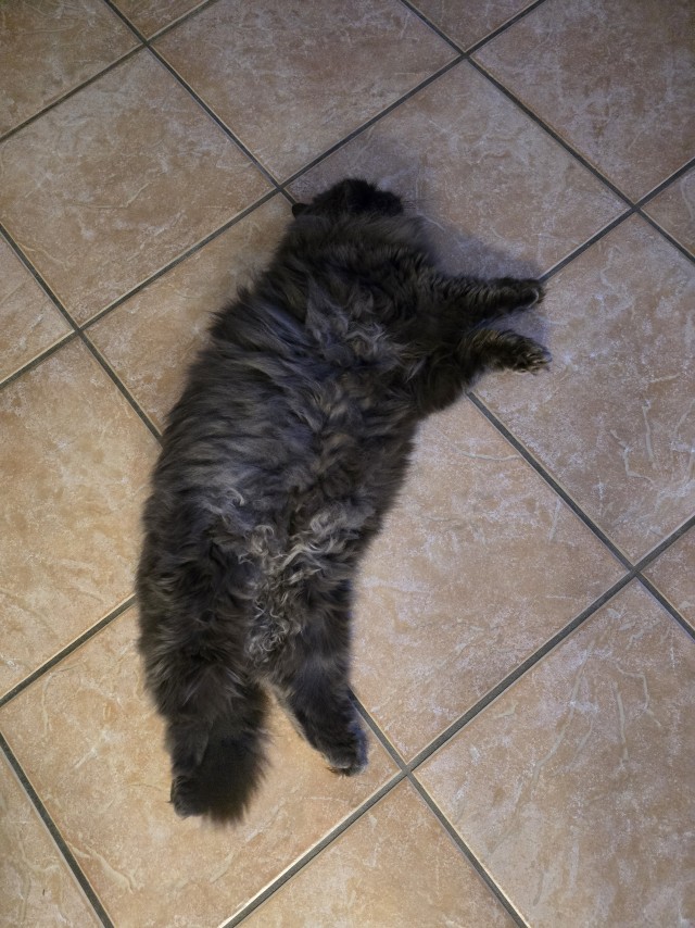 Кошки не обучаемы?