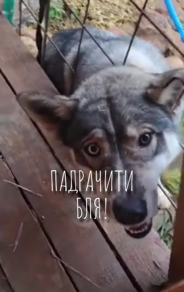 Все беды из-за баб...