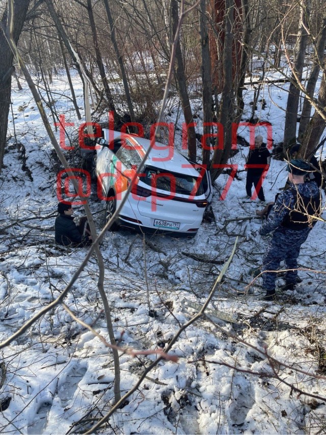 Зверьки в дикой природе оказались