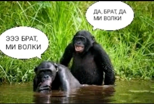 Бой один на один от местечковой MMA-конторы превратился в стенку на стенку и перестрелку в сургутском ТЦ