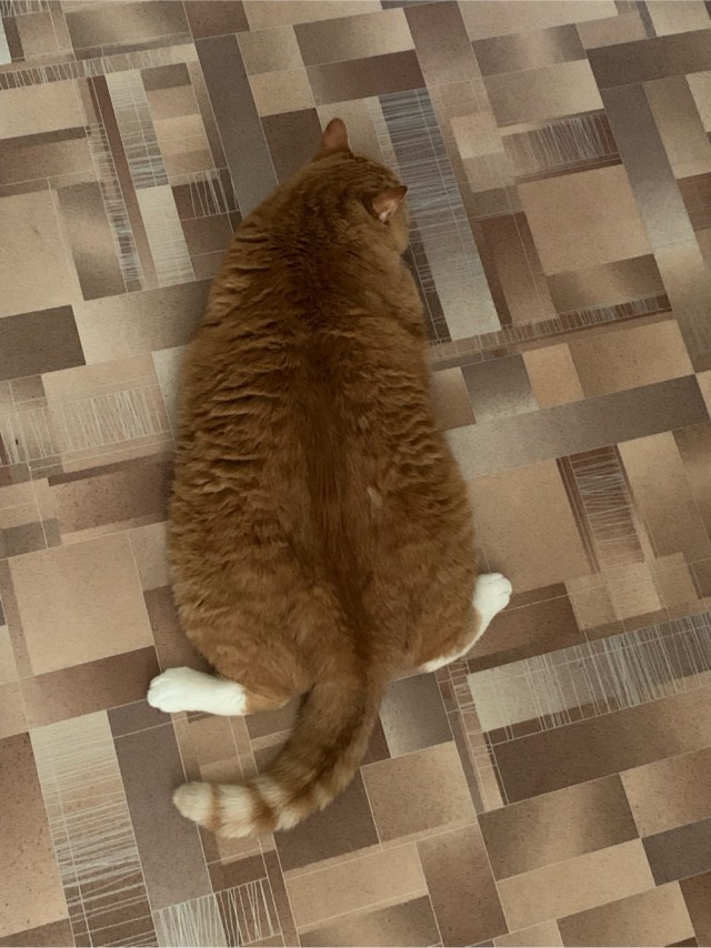 Котовторник.
