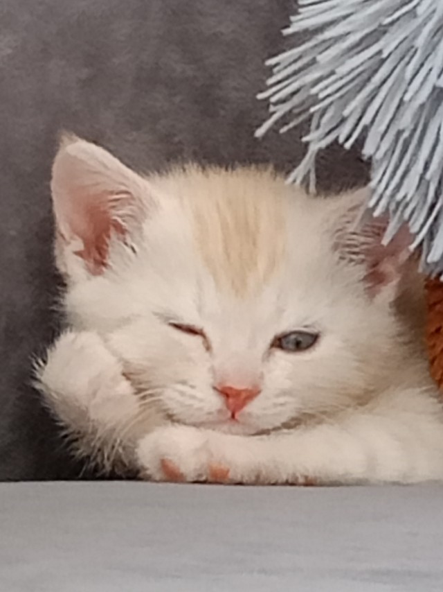 Маленький рыжий Симба
