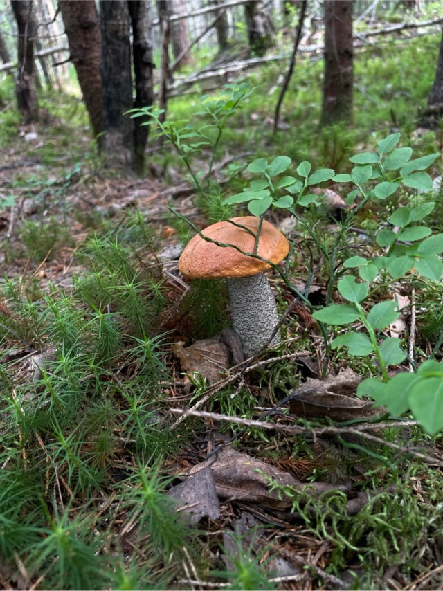 Грибной поход . День второй
