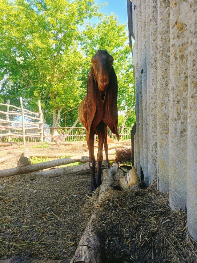 Веселая ферма: Гримо, наконец-то!