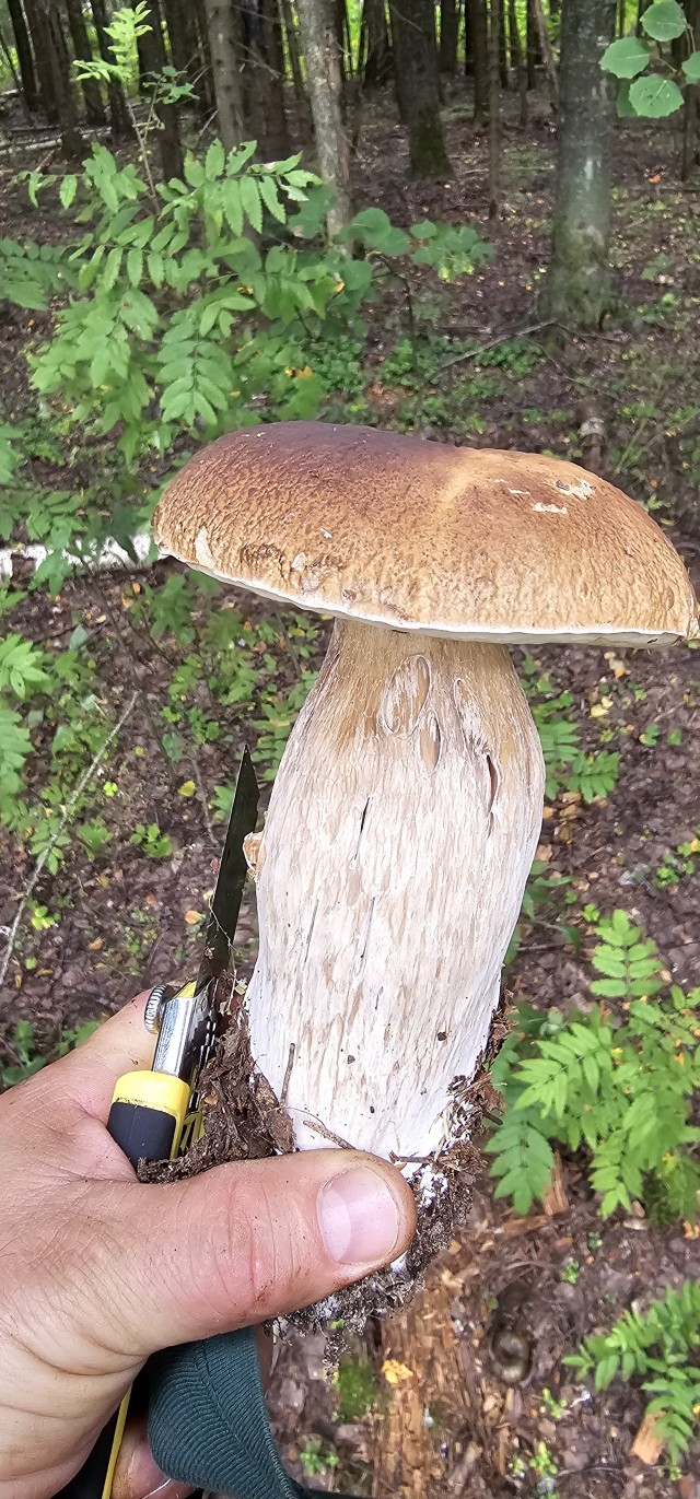 Грибов.есть