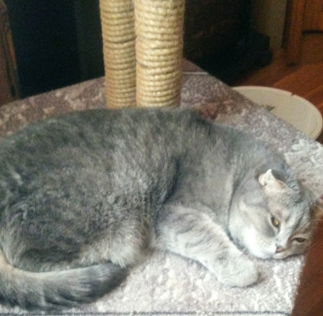 Котовторник. Дорофей!