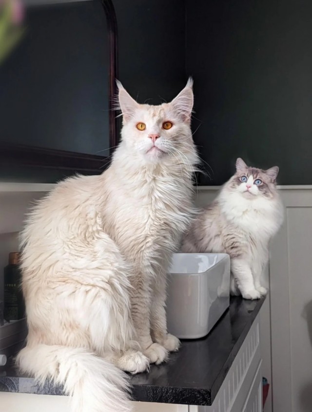 Кот мейн-кун, о котором не заботились