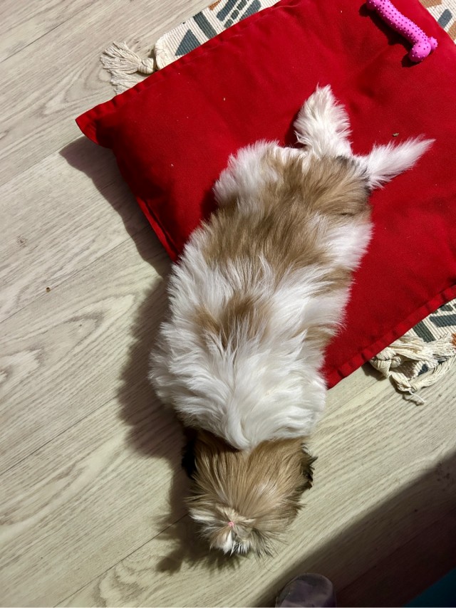 Собакочетверг