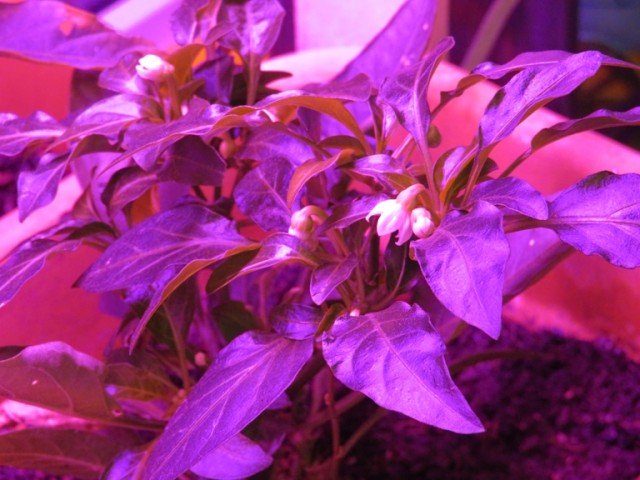 Вторая жизнь перчика.