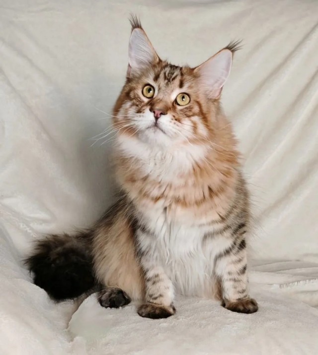 К-котовторник.