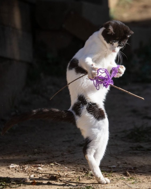 Котиков много не бывает))) отдохните от суетного мира