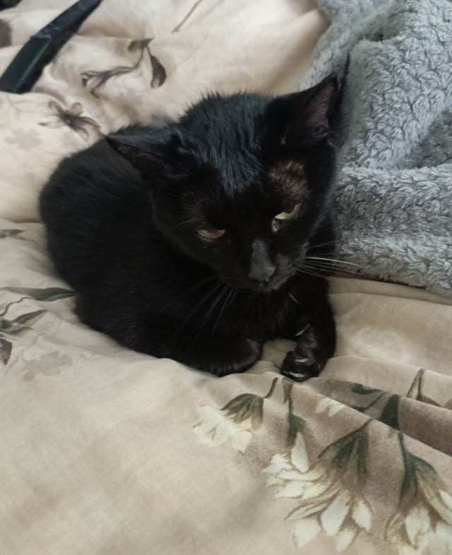 Кошка Яна 19 лет