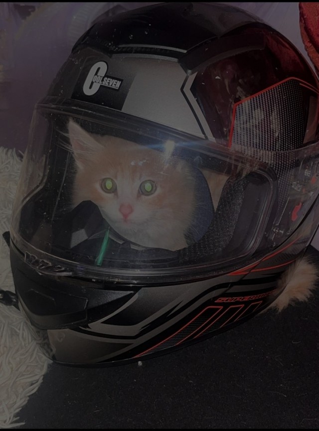 Котоциклист