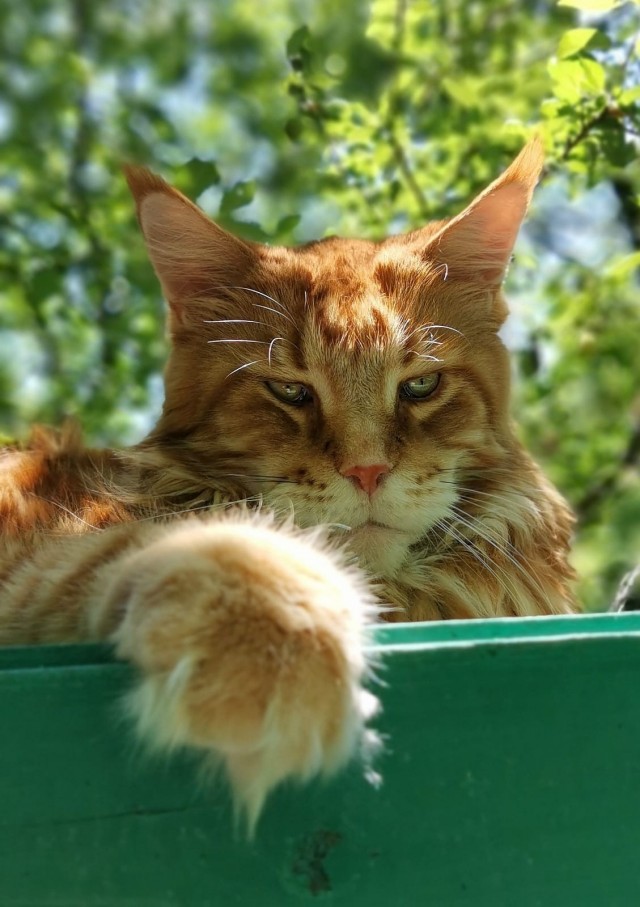Котовторник в самом разгаре.