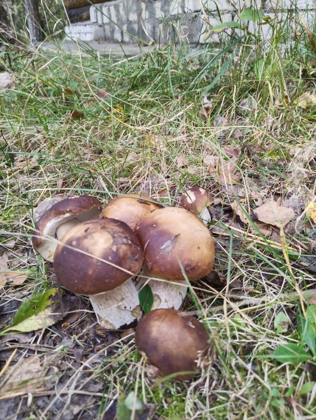 Холостякую и что заметил