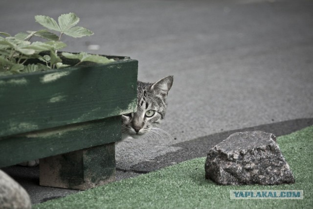 Котовторник 8.10.2013